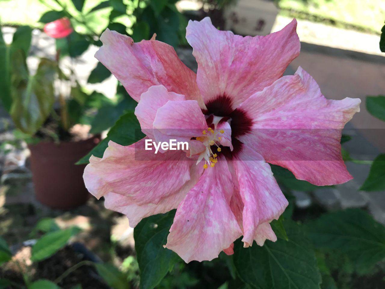 CLOSE-UP OF PINK HIBISCUS FLOWER BLOOMING OUTDOORS