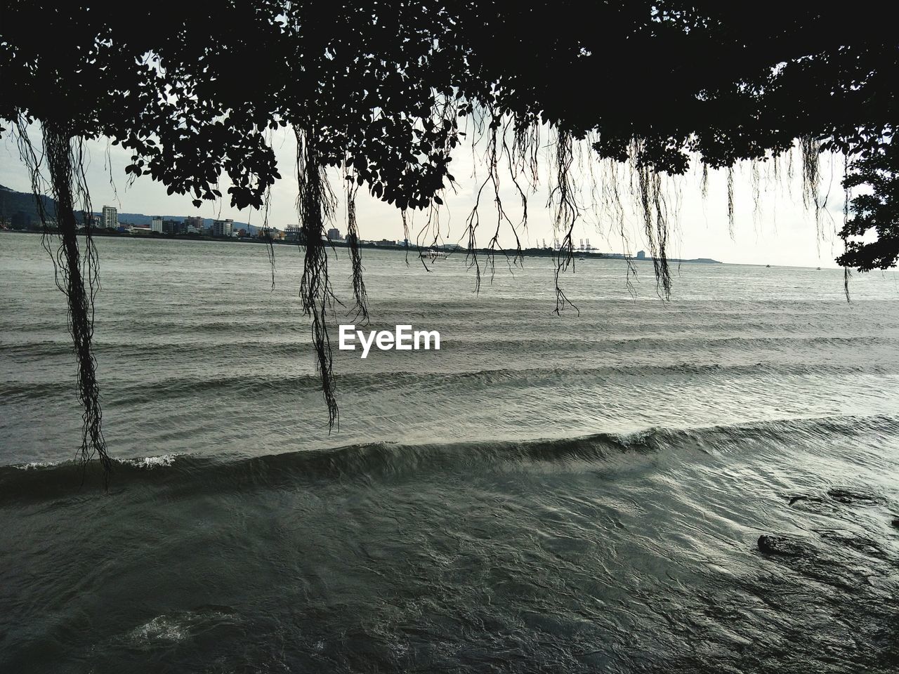 TREES AT BEACH AGAINST SKY