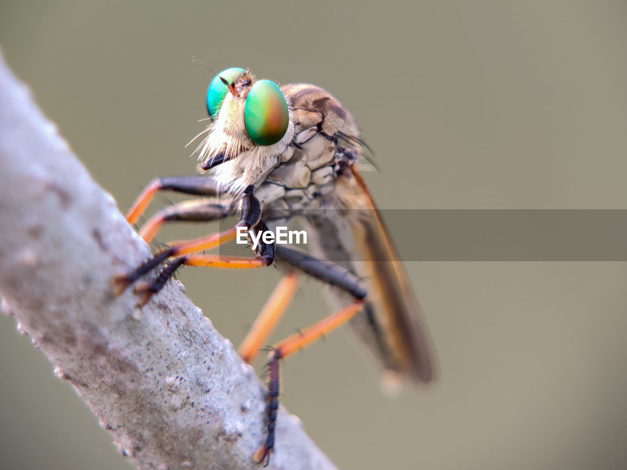 CLOSE-UP OF INSECT ON BRANCH