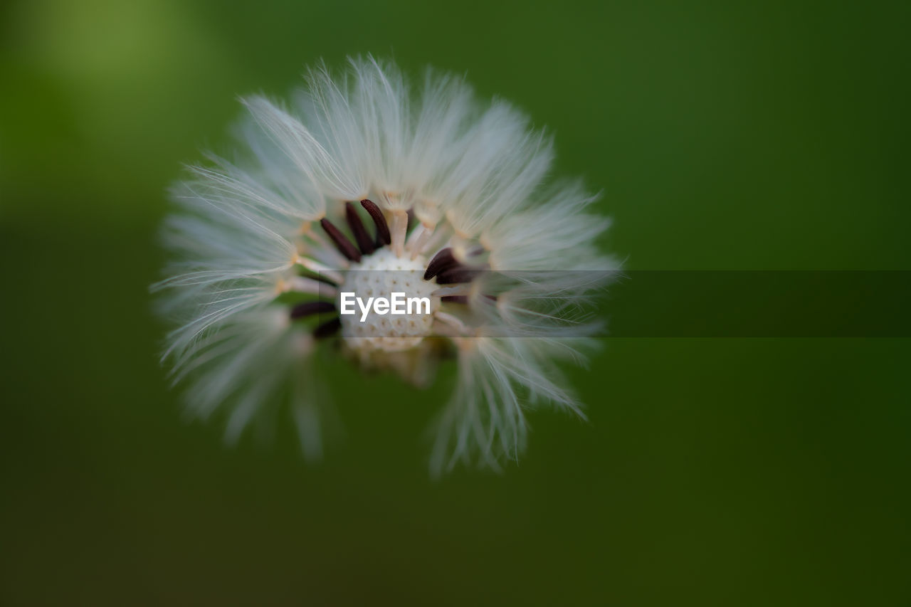 CLOSE-UP OF WHITE DANDELION FLOWER AGAINST BLURRED BACKGROUND