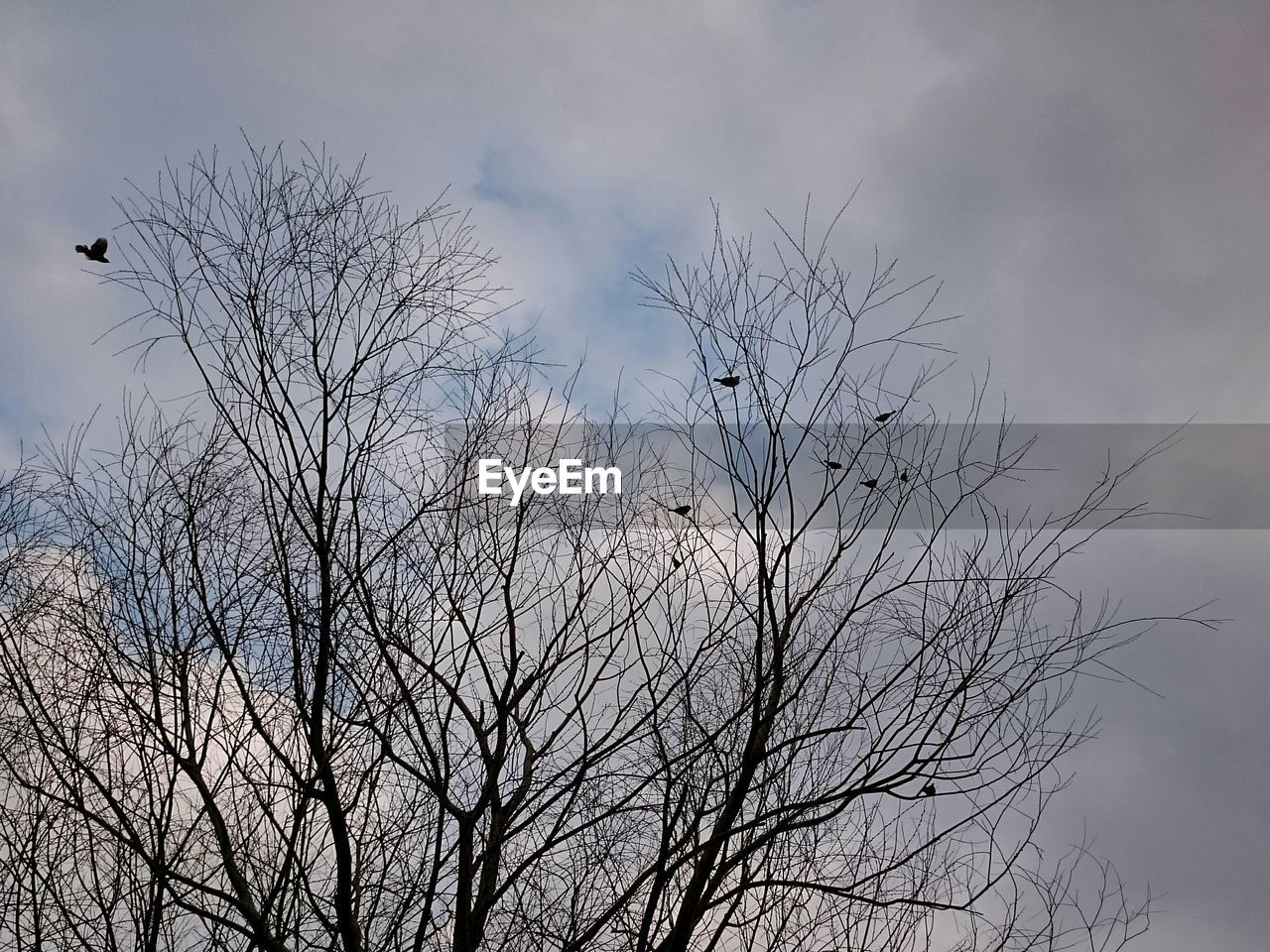 LOW ANGLE VIEW OF BARE BRANCHES AGAINST SKY