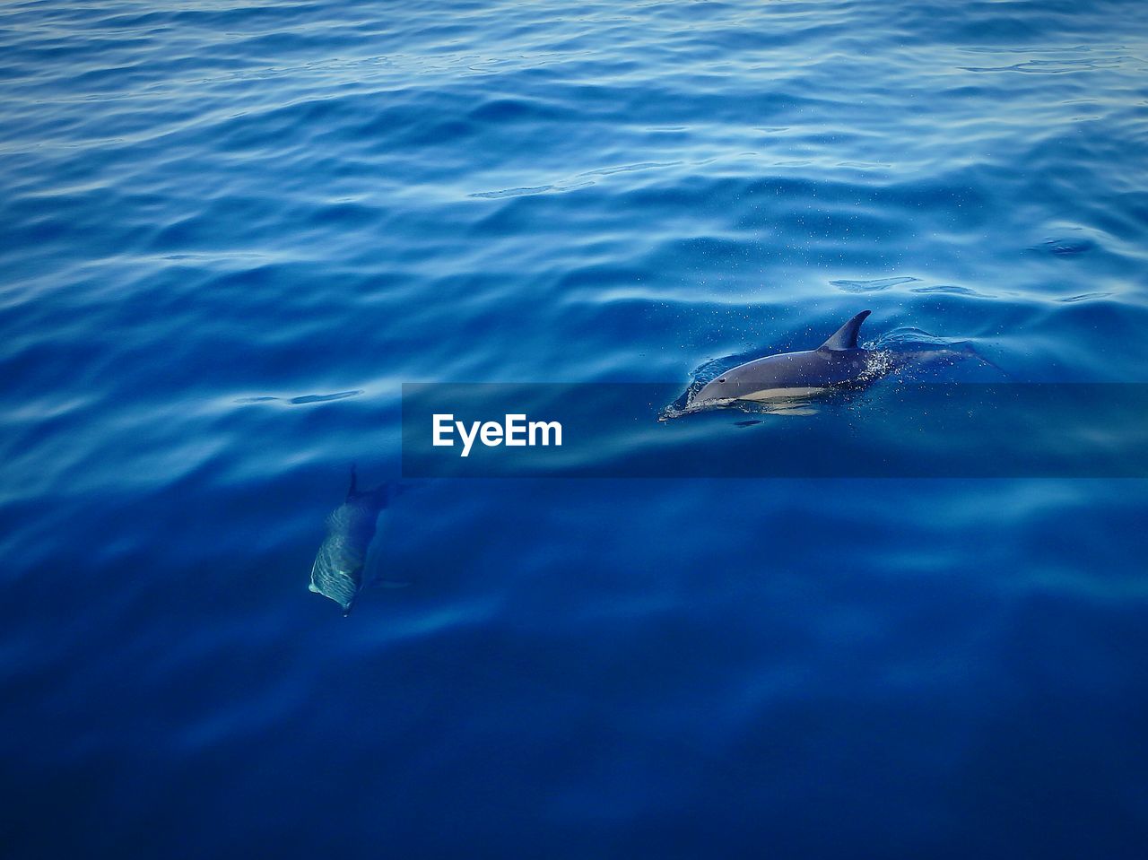 High angle view of dolphins swimming in blue sea