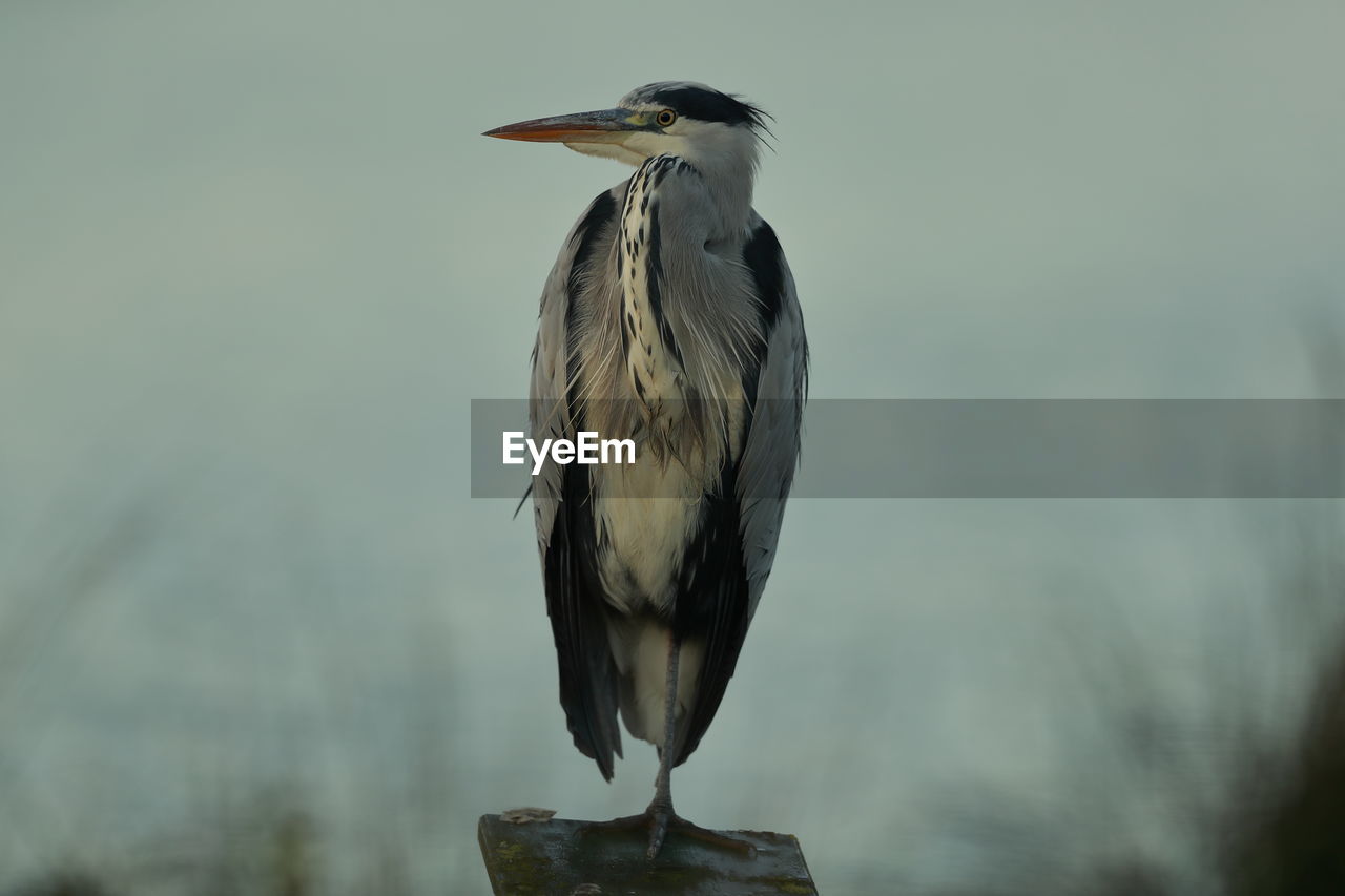 A grey heron up close