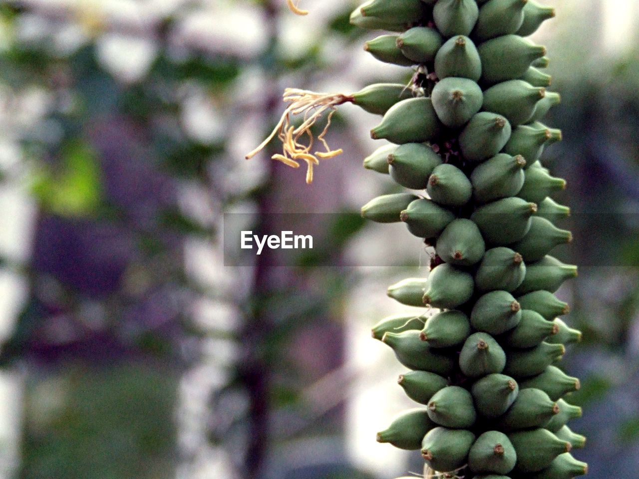 CLOSE-UP OF BERRIES ON TREE