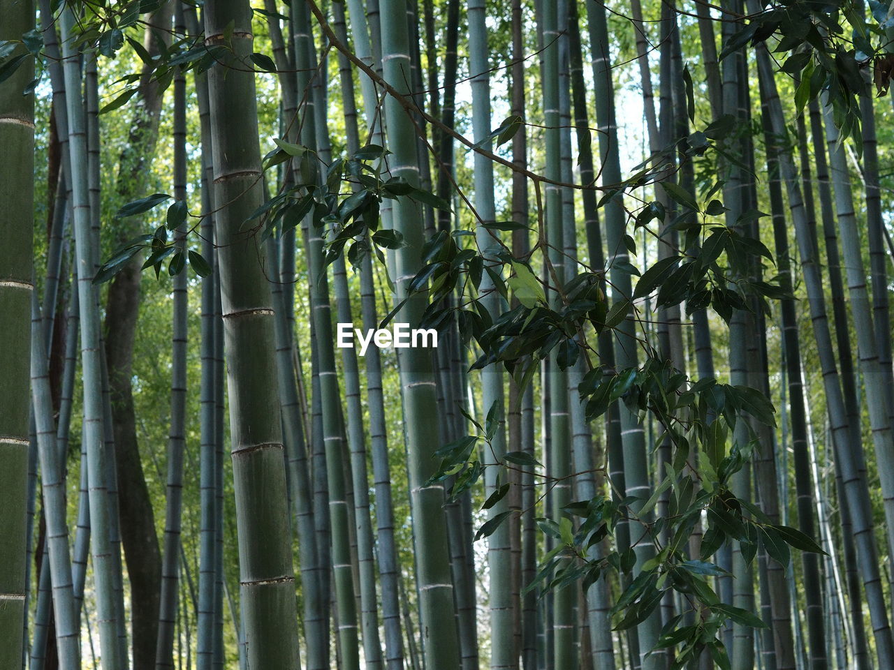 LOW ANGLE VIEW OF BAMBOO PLANTS IN FOREST