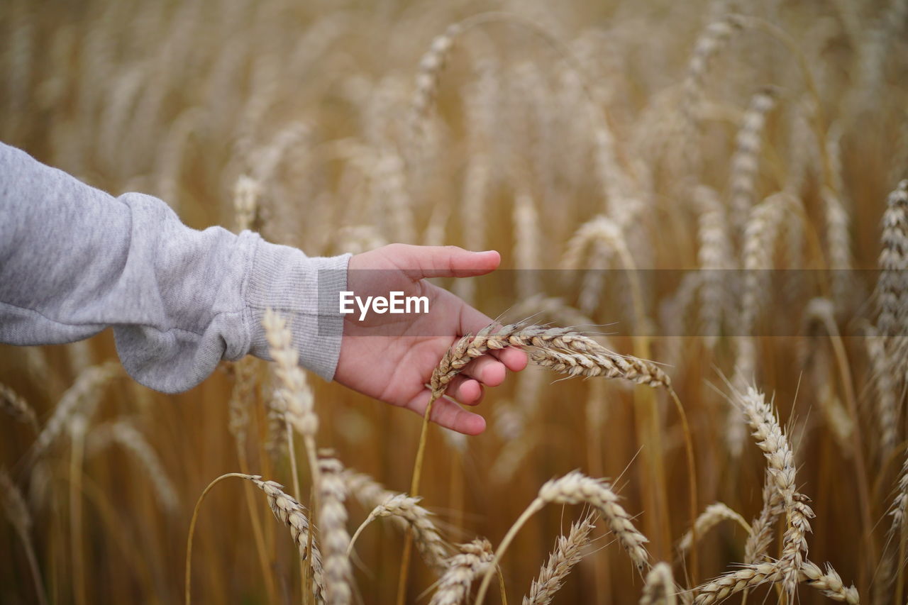 Teenager hand with ear of wheat. soft light.