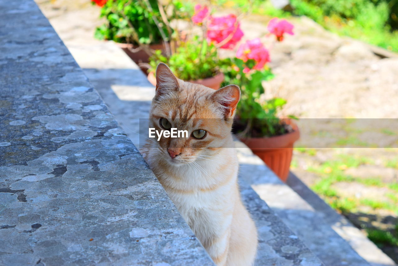 close-up portrait of cat