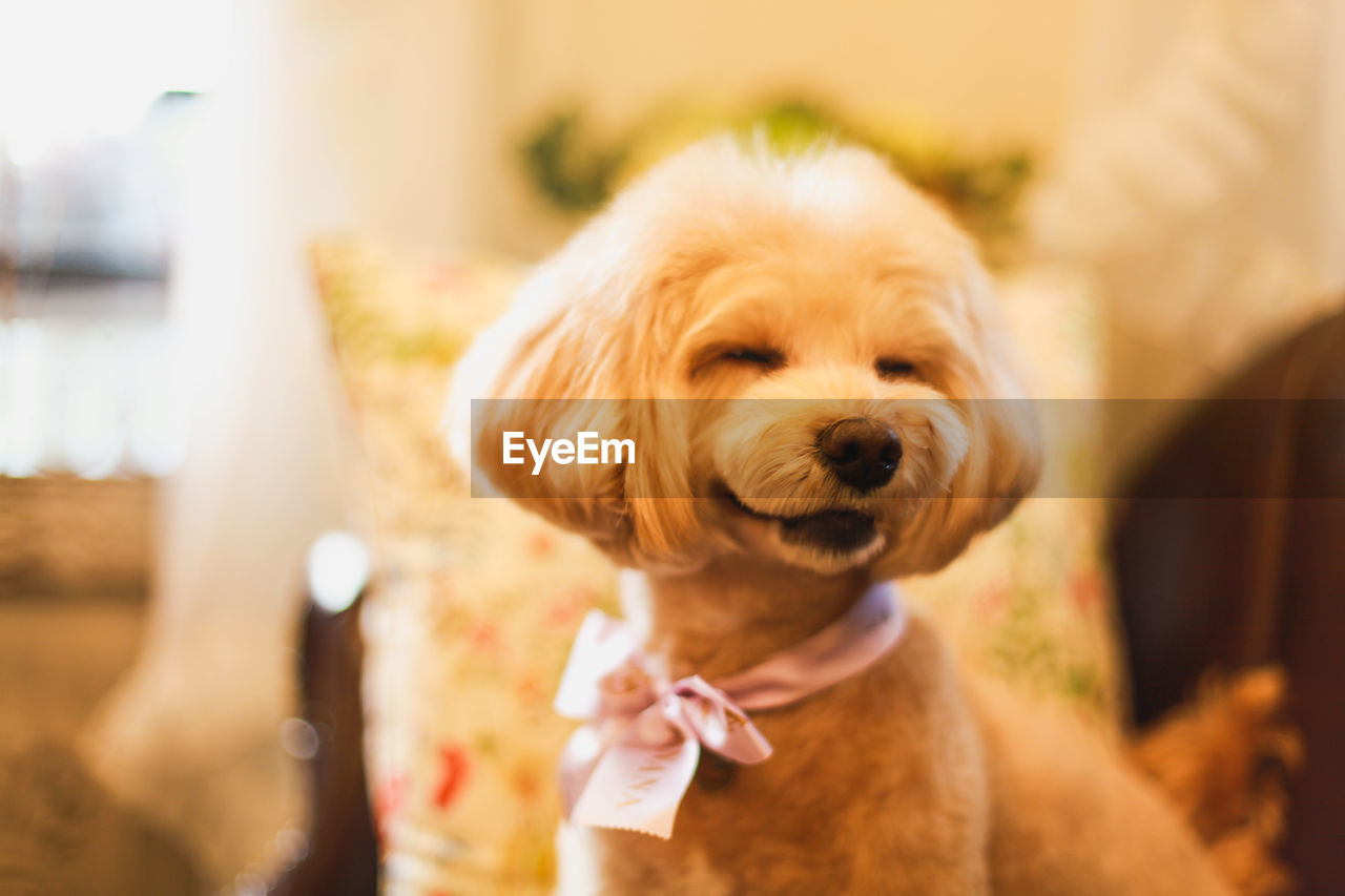 Portrait of cute dog