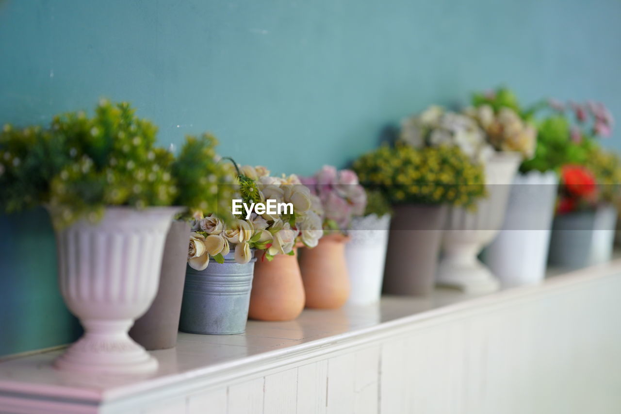 close-up of potted plants