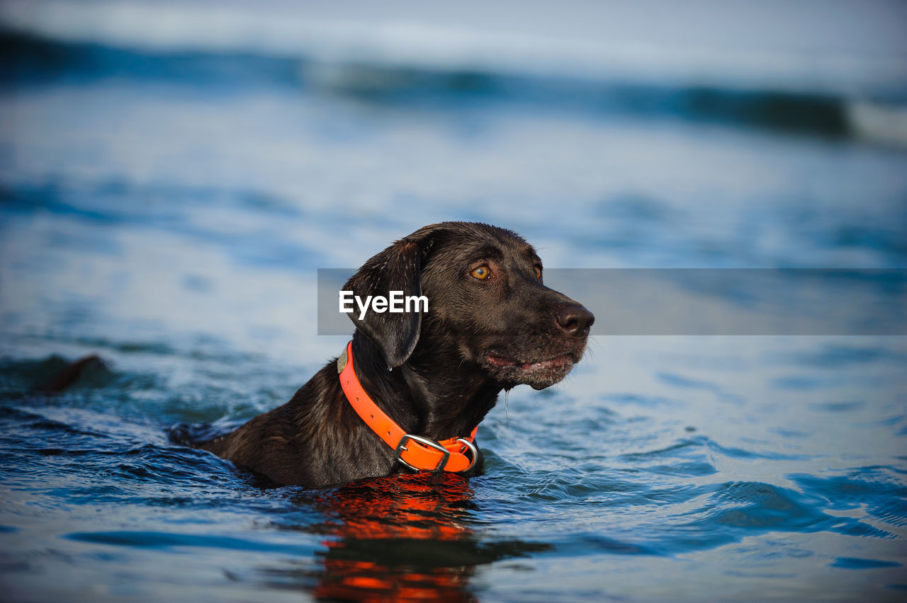 Close-up of chocolate retriever in water