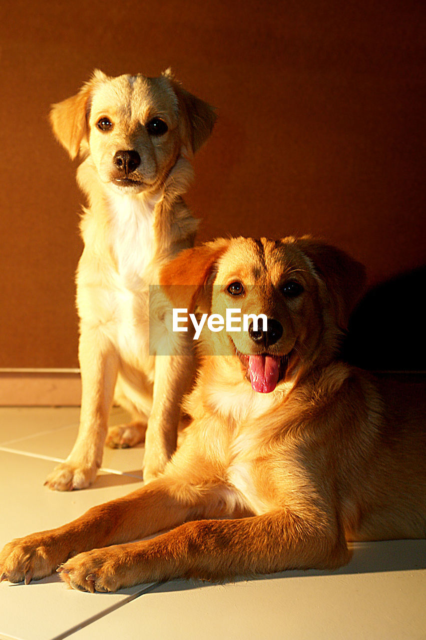 Portrait of dogs at home