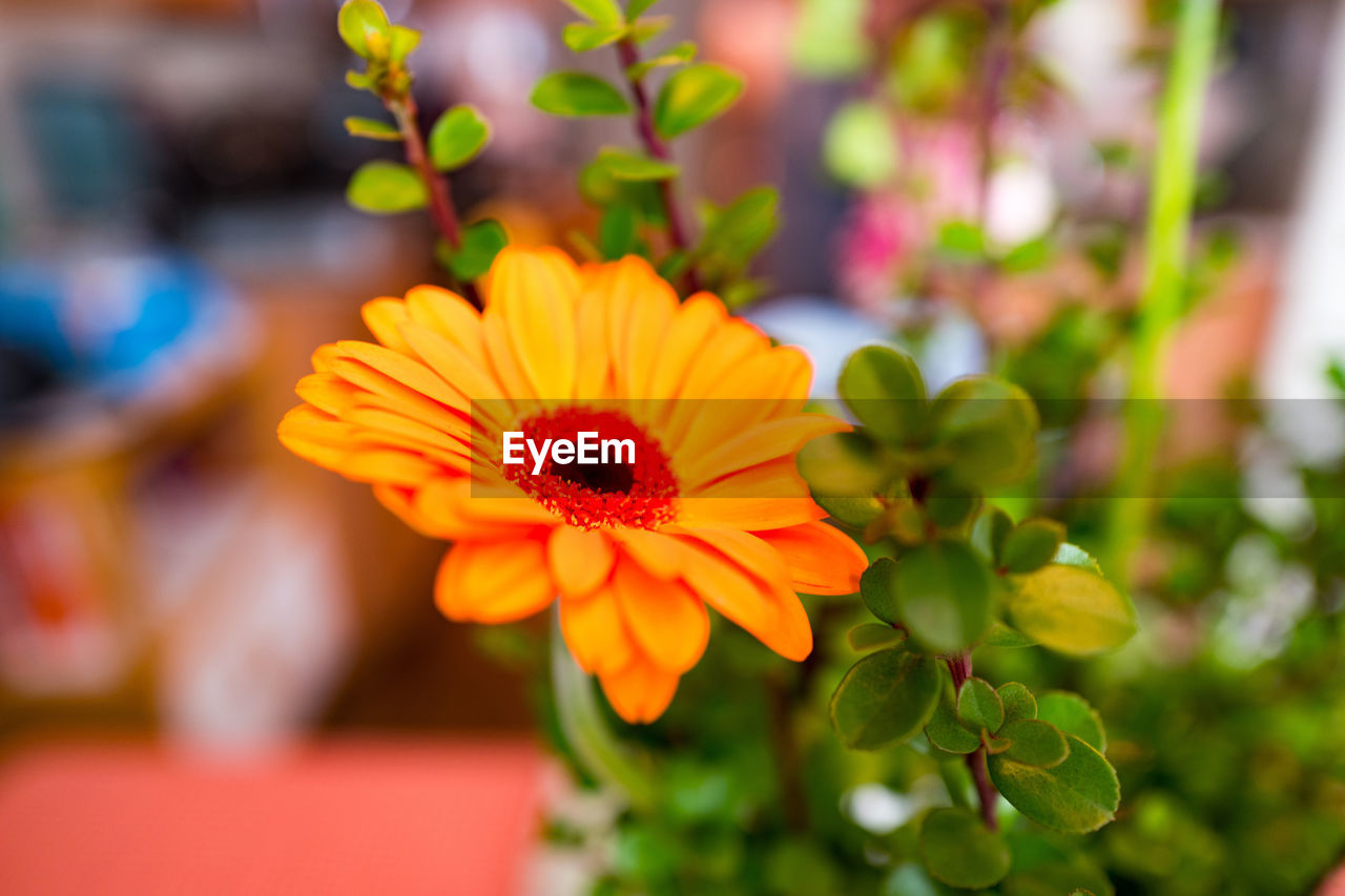 CLOSE-UP OF YELLOW FLOWER BLOOMING