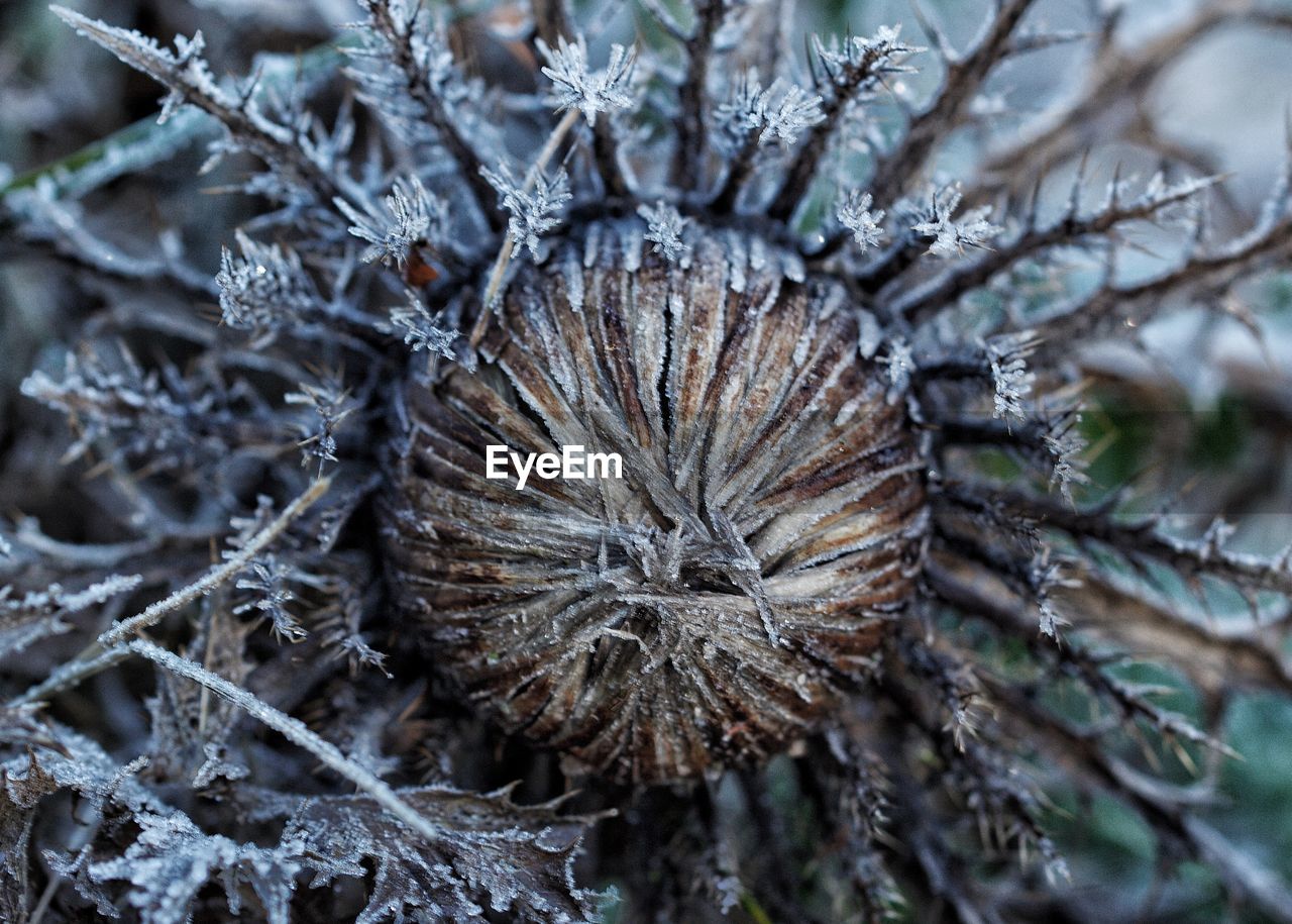 Close-up of frozen plant