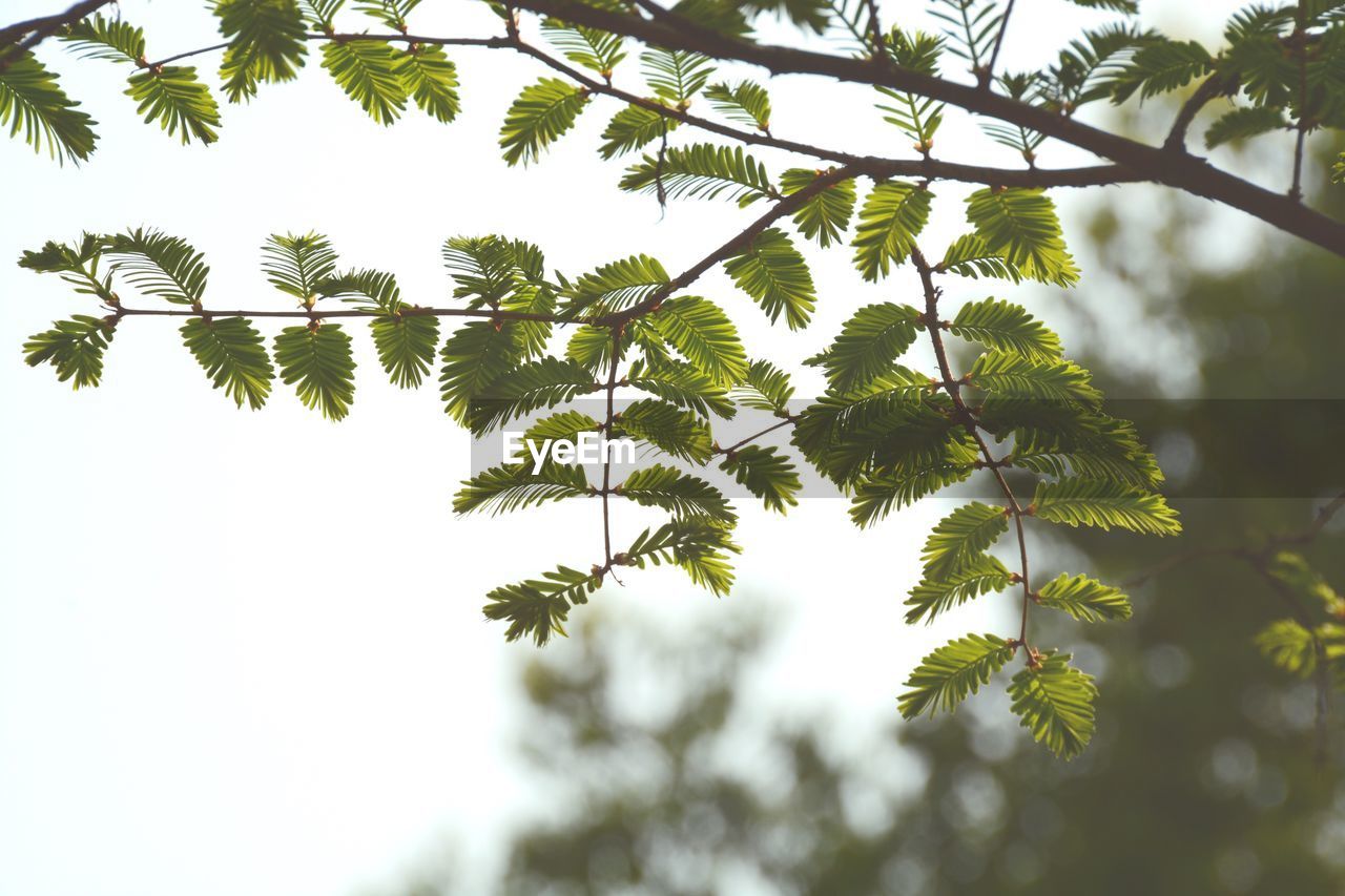 Low angle close-up view of tree