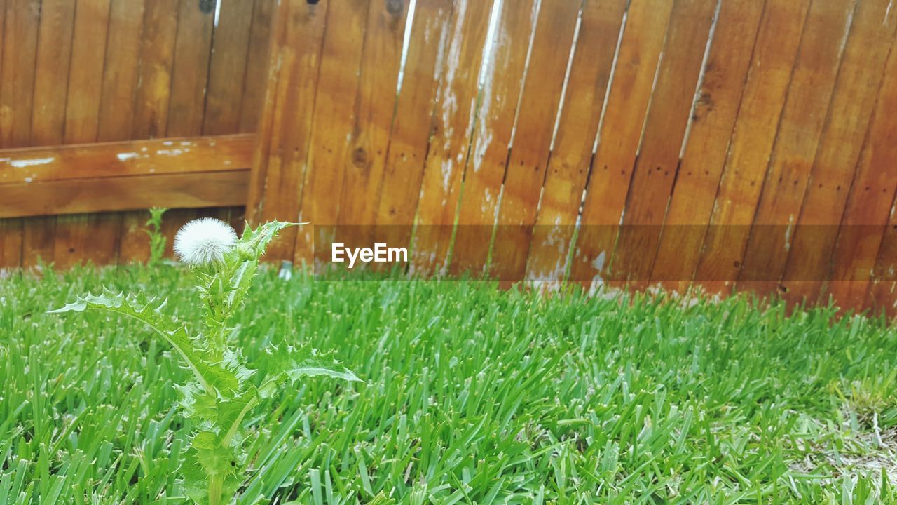 CLOSE-UP OF FRESH GREEN GRASS IN PARK