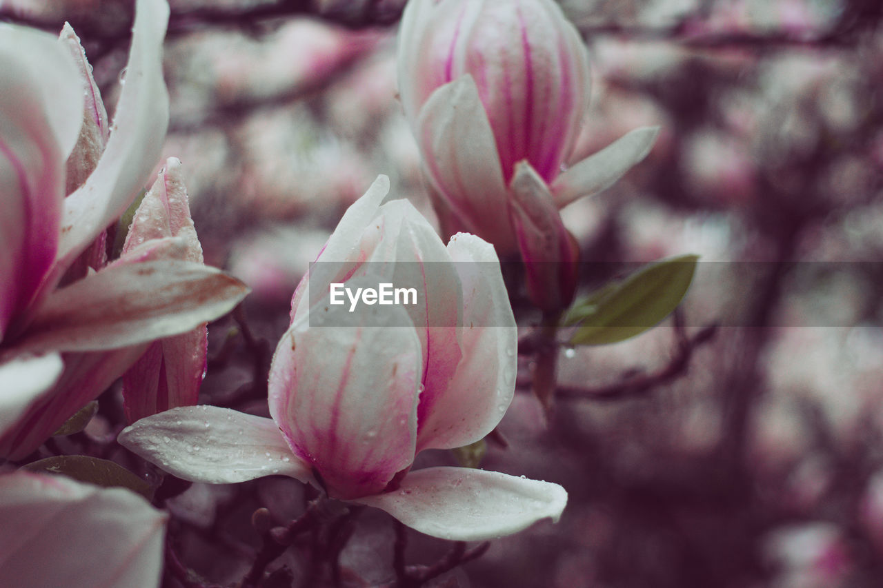 FULL FRAME SHOT OF PINK FLOWERING PLANT