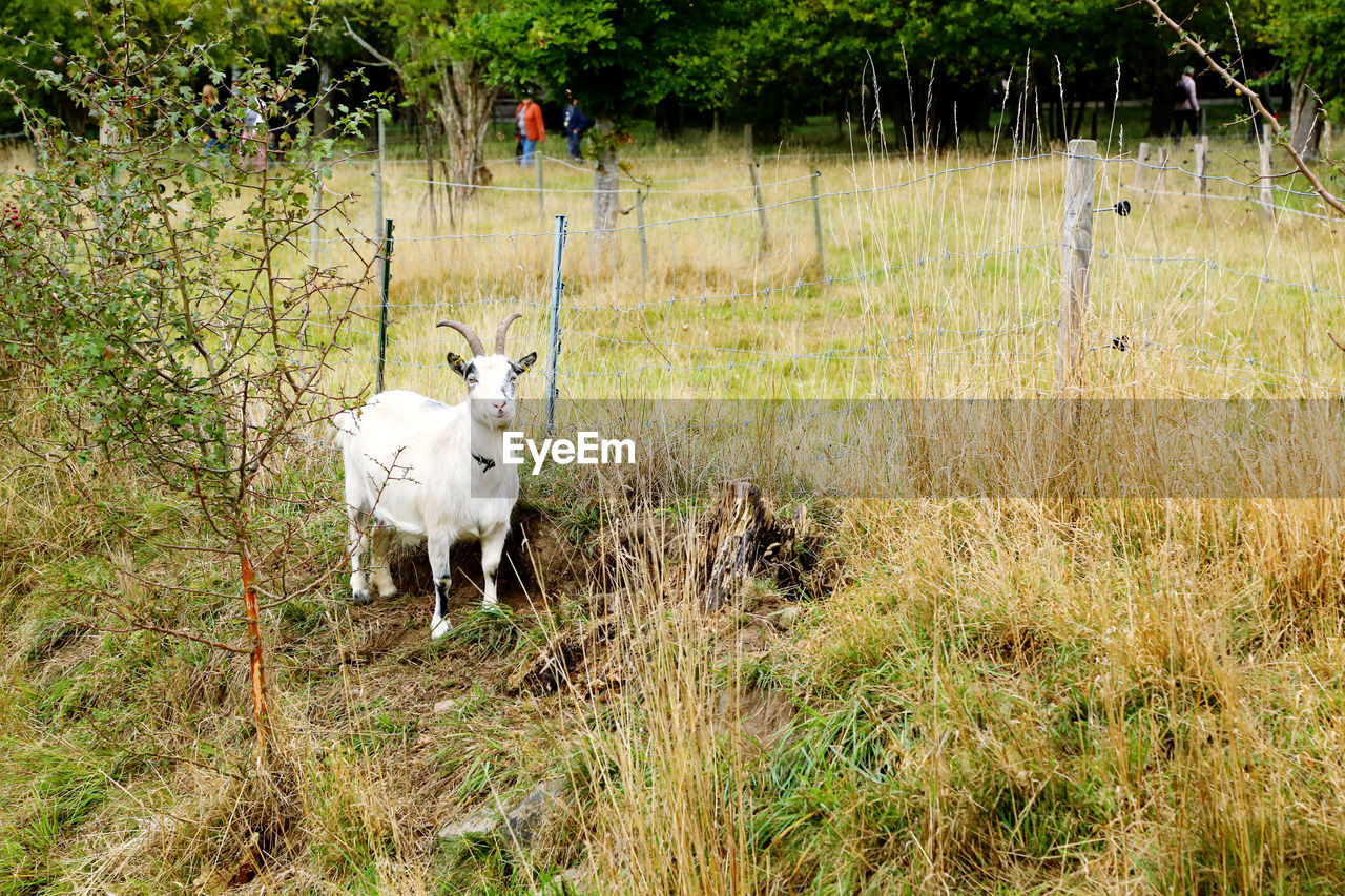 animal, animal themes, plant, mammal, pasture, wildlife, meadow, grass, domestic animals, land, field, rural area, nature, grassland, pet, prairie, grazing, one animal, livestock, animal wildlife, growth, natural environment, day, green, deer, standing, no people, tree, farm, outdoors, wilderness