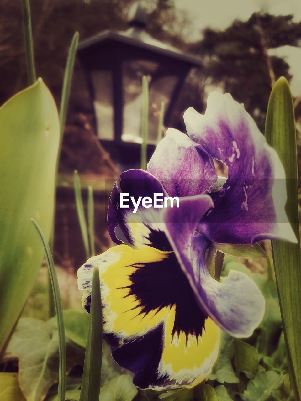 CLOSE-UP OF PURPLE FLOWERS BLOOMING