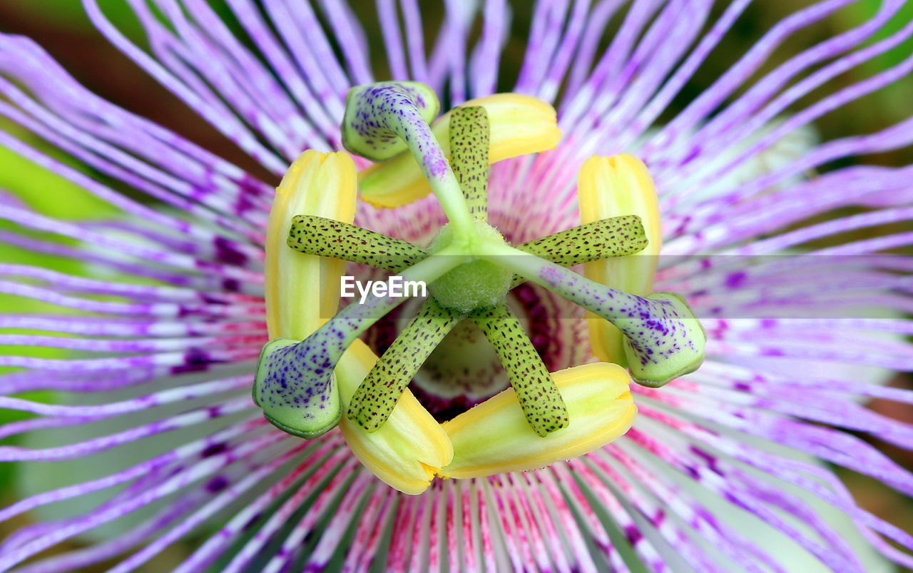 CLOSE-UP OF PURPLE FLOWER ON LEAF