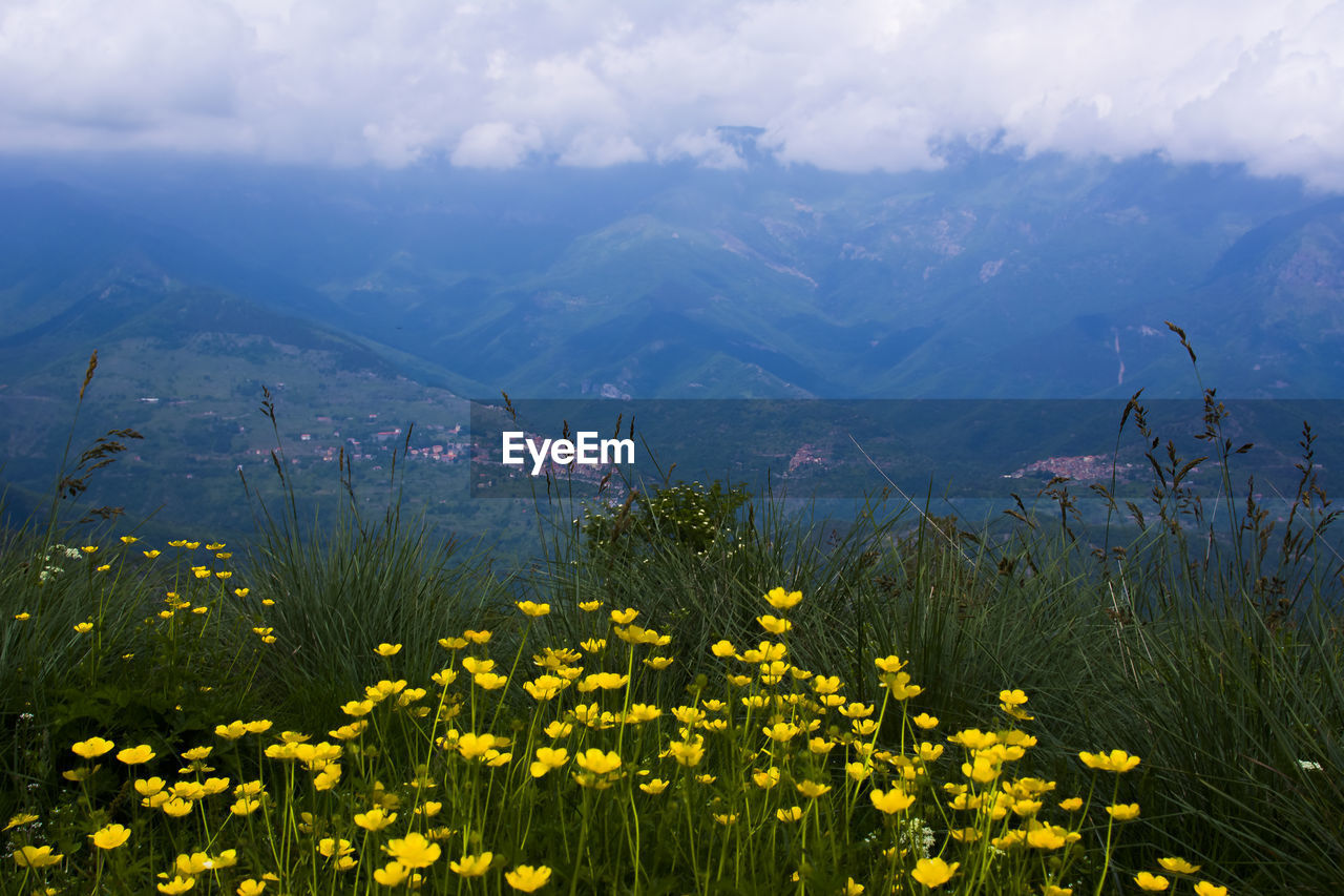 Yellow flowering plants on field against sky