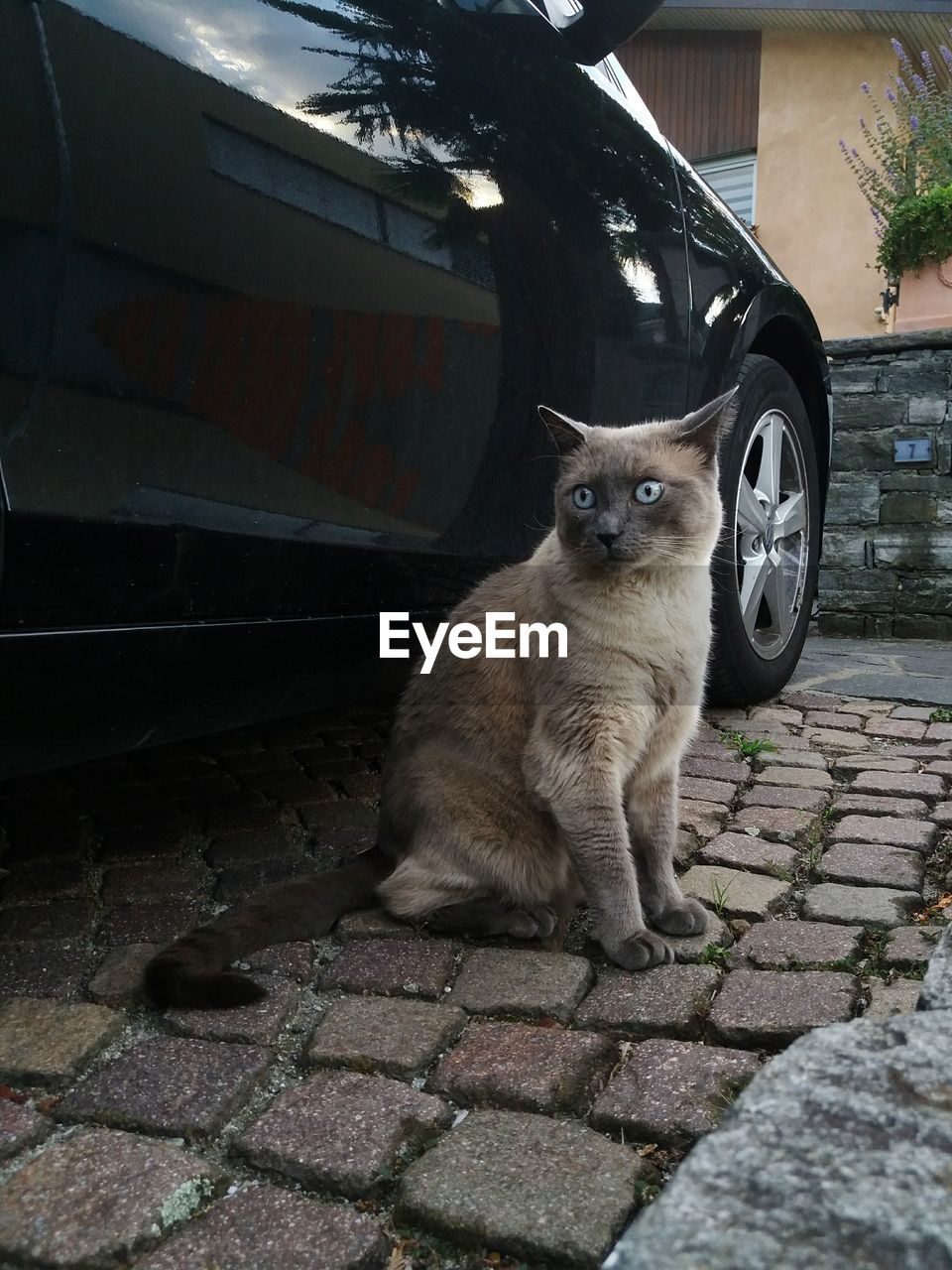 PORTRAIT OF CAT SITTING ON FOOTPATH BY RAILING