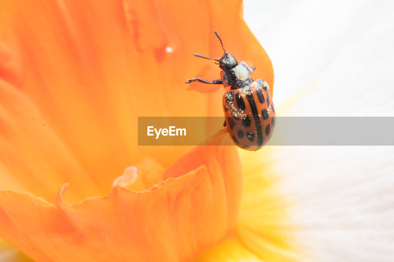 EXTREME CLOSE-UP OF INSECT ON FLOWER