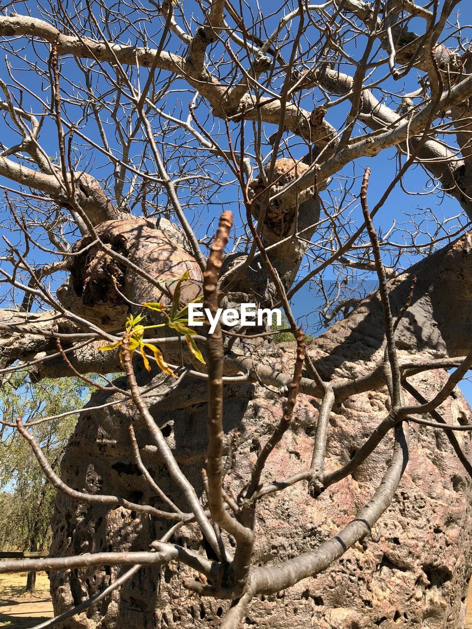 LOW ANGLE VIEW OF BARE TREE AGAINST SKY