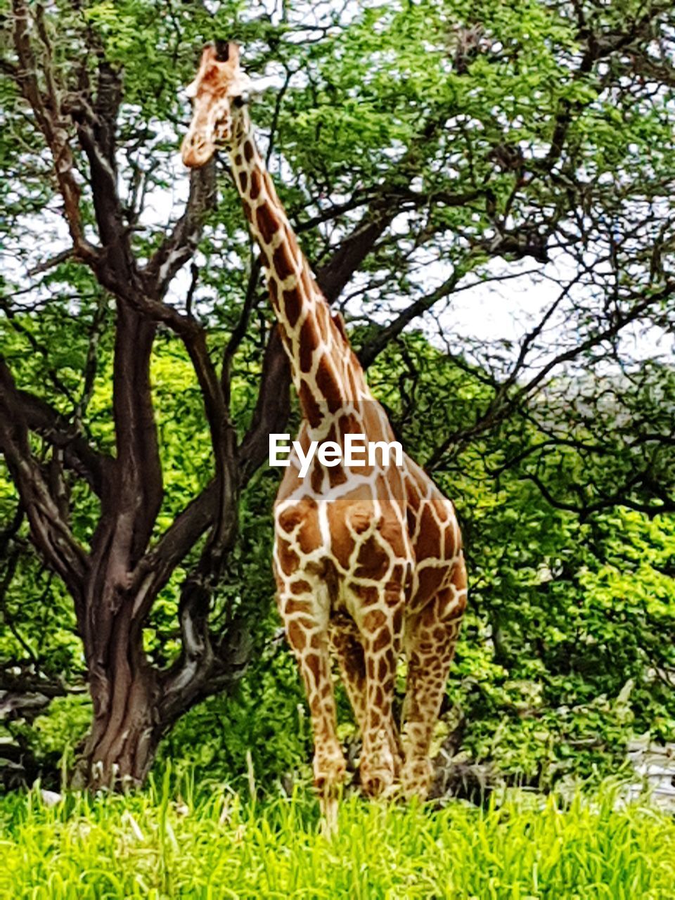 VIEW OF A GIRAFFE