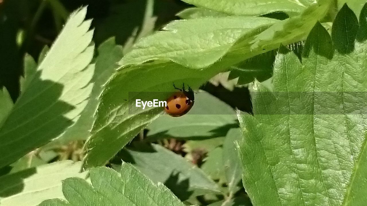 LADYBUG ON LEAF