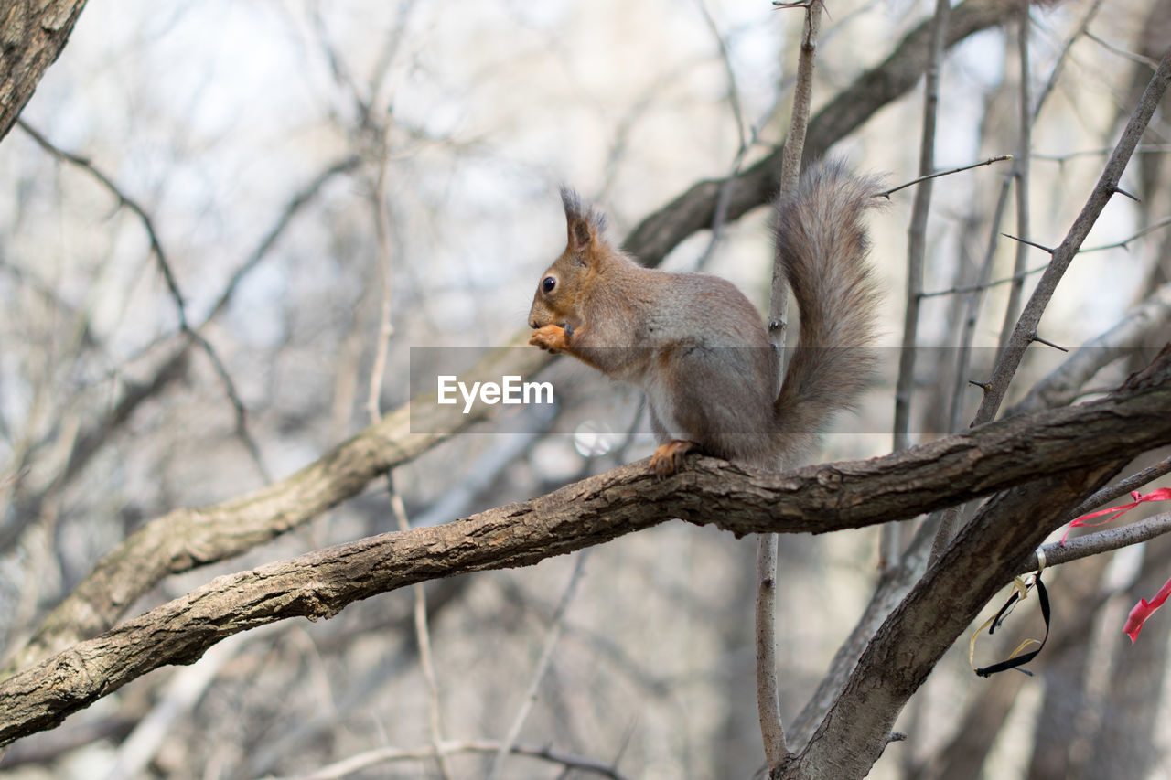 SQUIRREL ON TREE