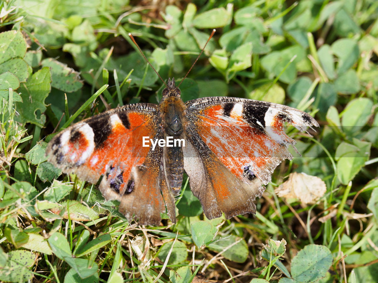 CLOSE-UP OF BUTTERFLY ON GRASS