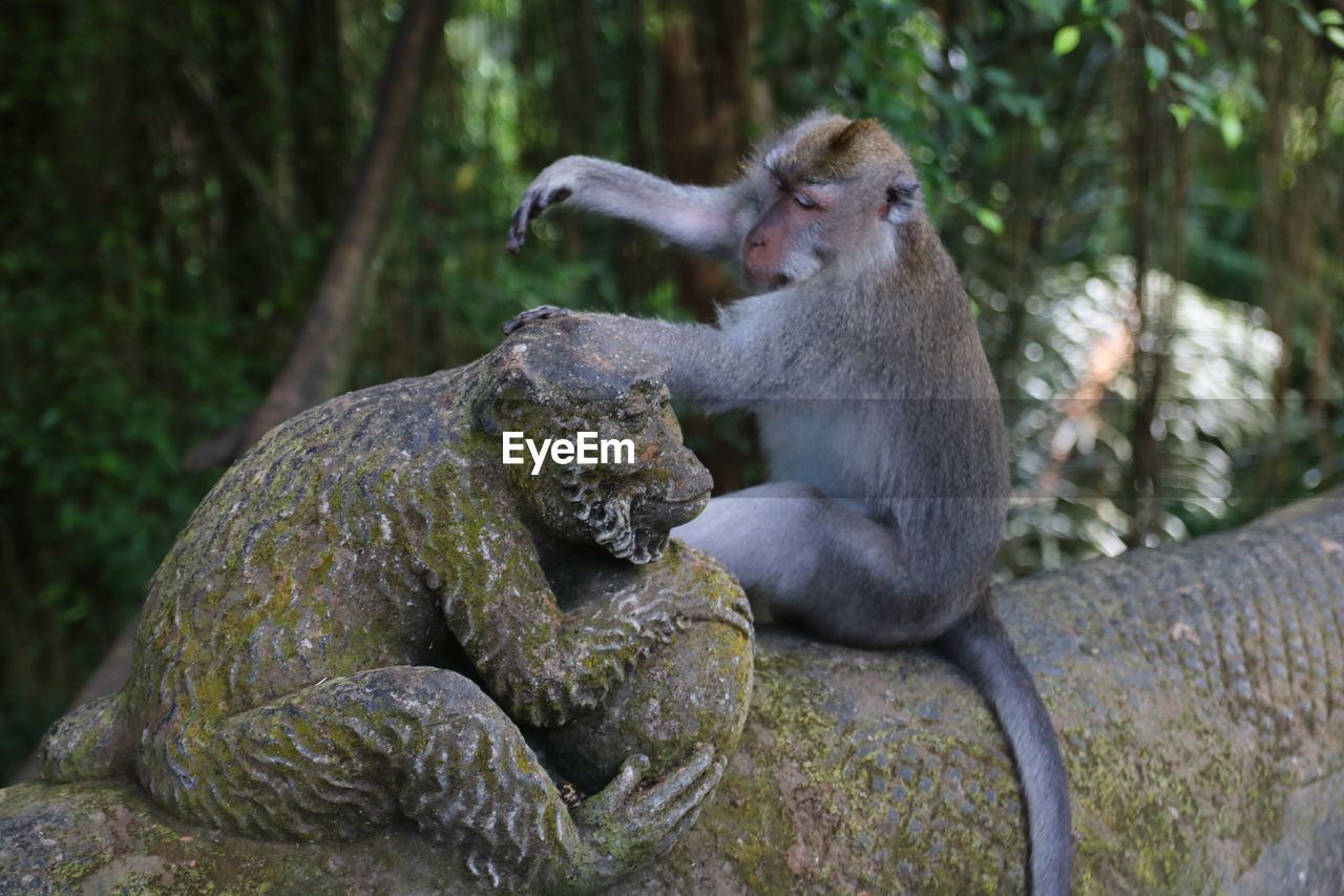 portrait of monkey sitting on rock