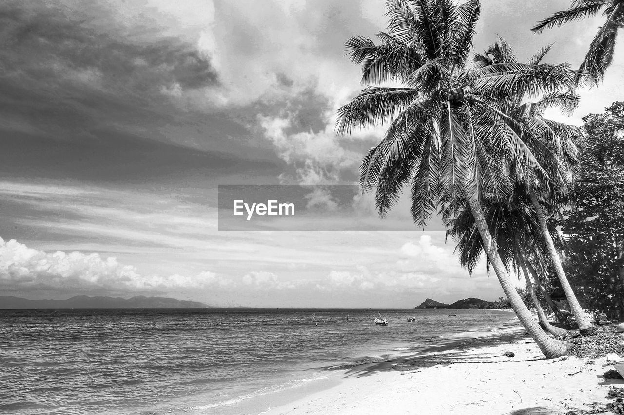 Palm tree on beach against sky