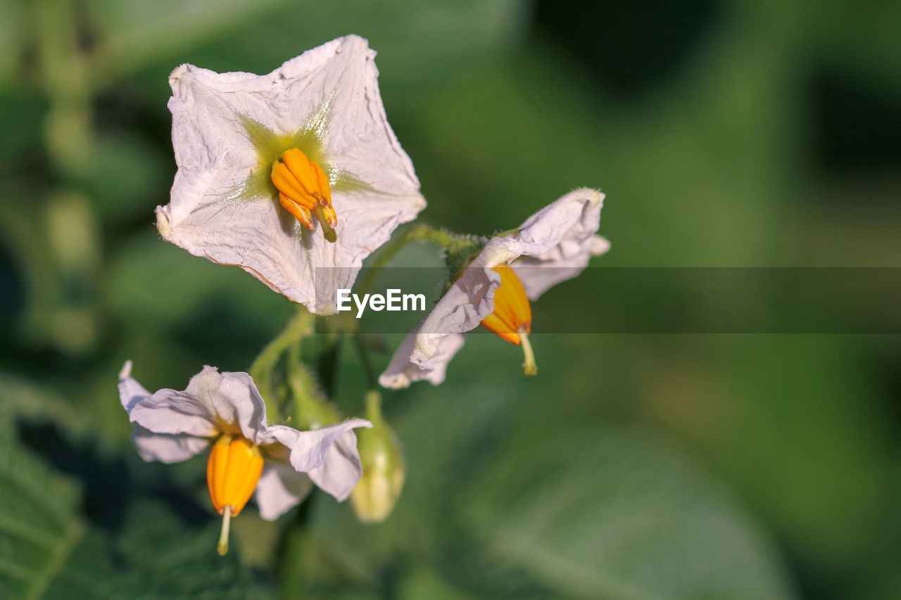 Close-up of white flowering plant potatoes