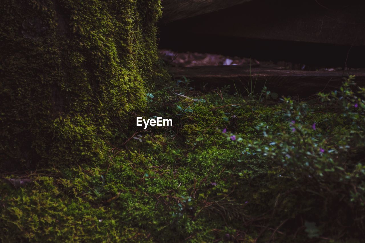 TREES GROWING ON GRASSY FIELD