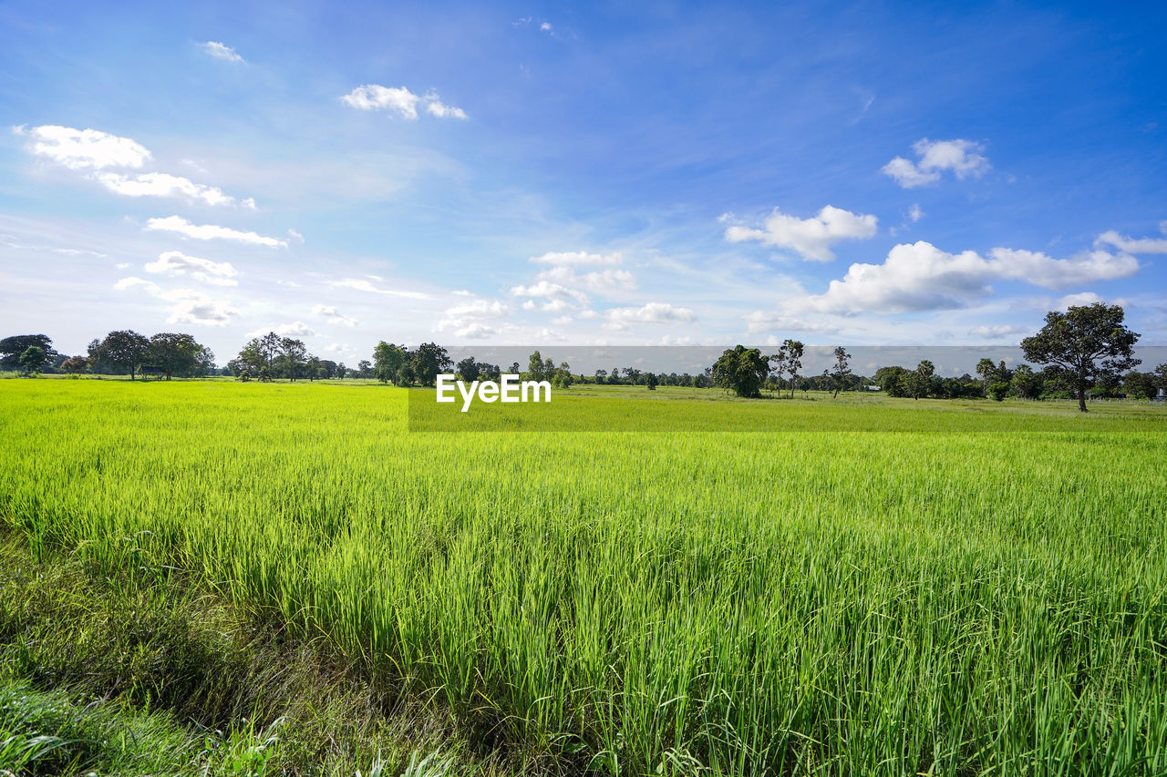 SCENIC VIEW OF FARM FIELD AGAINST SKY