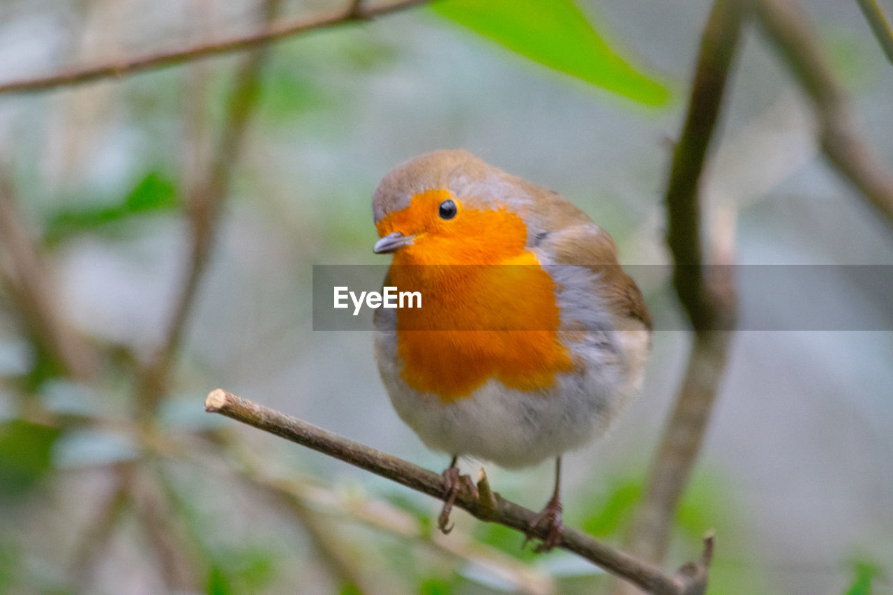 animal themes, bird, animal, animal wildlife, one animal, nature, wildlife, beak, tree, branch, perching, robin, yellow, plant, no people, outdoors, tropical bird, beauty in nature, environment, close-up, multi colored, focus on foreground