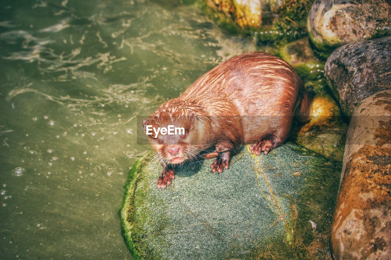 High angle view of european otter on rock by river