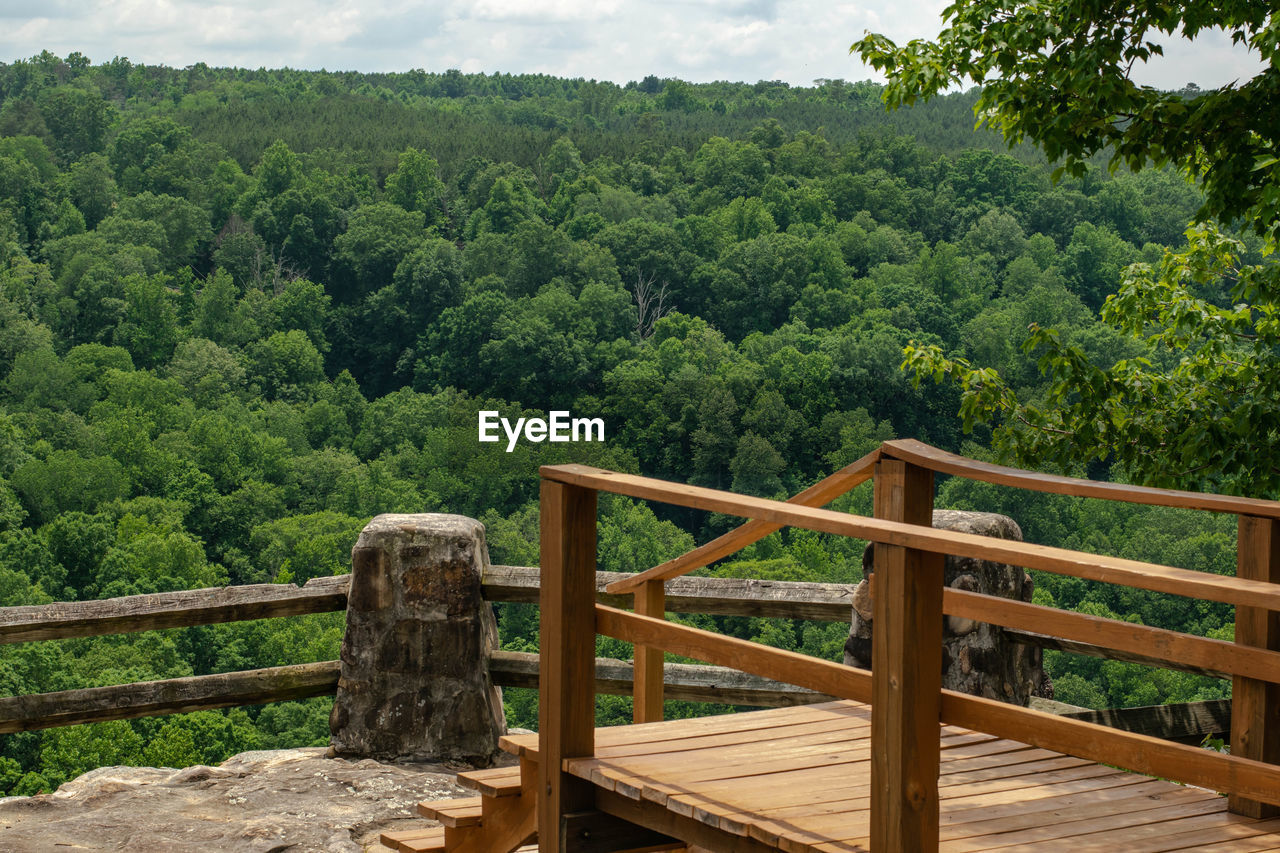 View of trees in forest