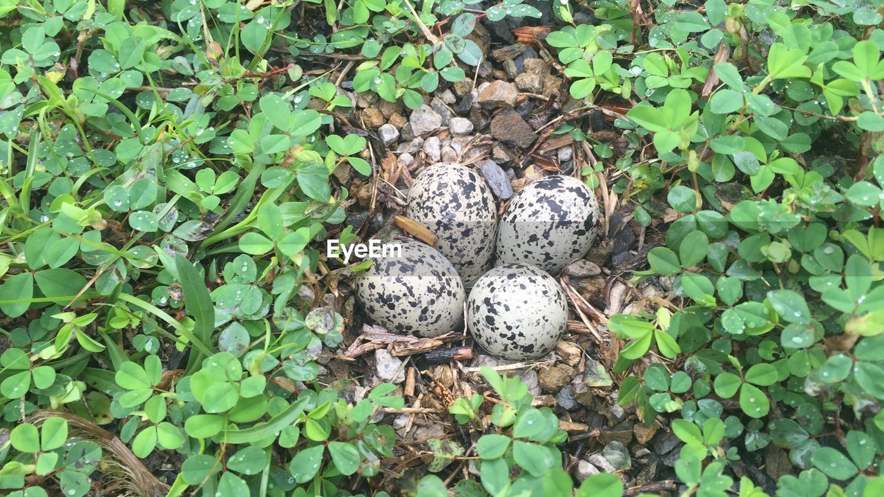 Close-up of eggs on ground