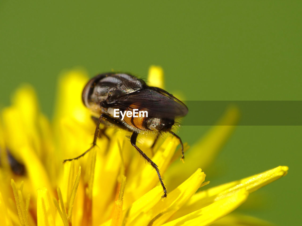 CLOSE-UP OF INSECT ON LEAF