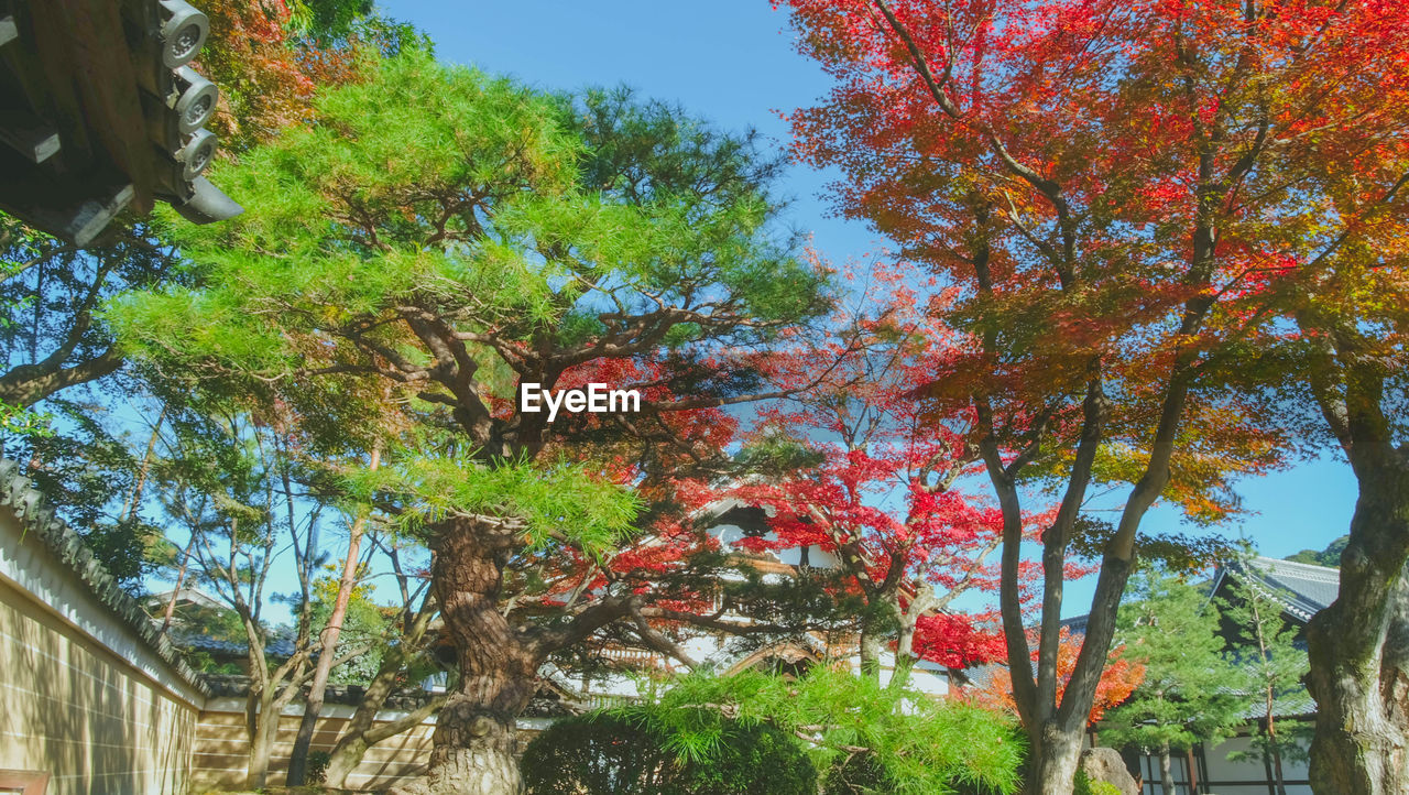 LOW ANGLE VIEW OF TREES AND PLANTS AGAINST SKY DURING AUTUMN