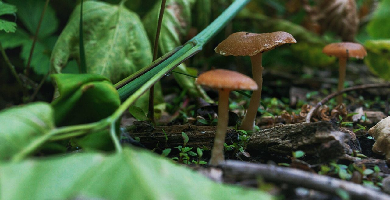 Close-up of mushrooms growing on field