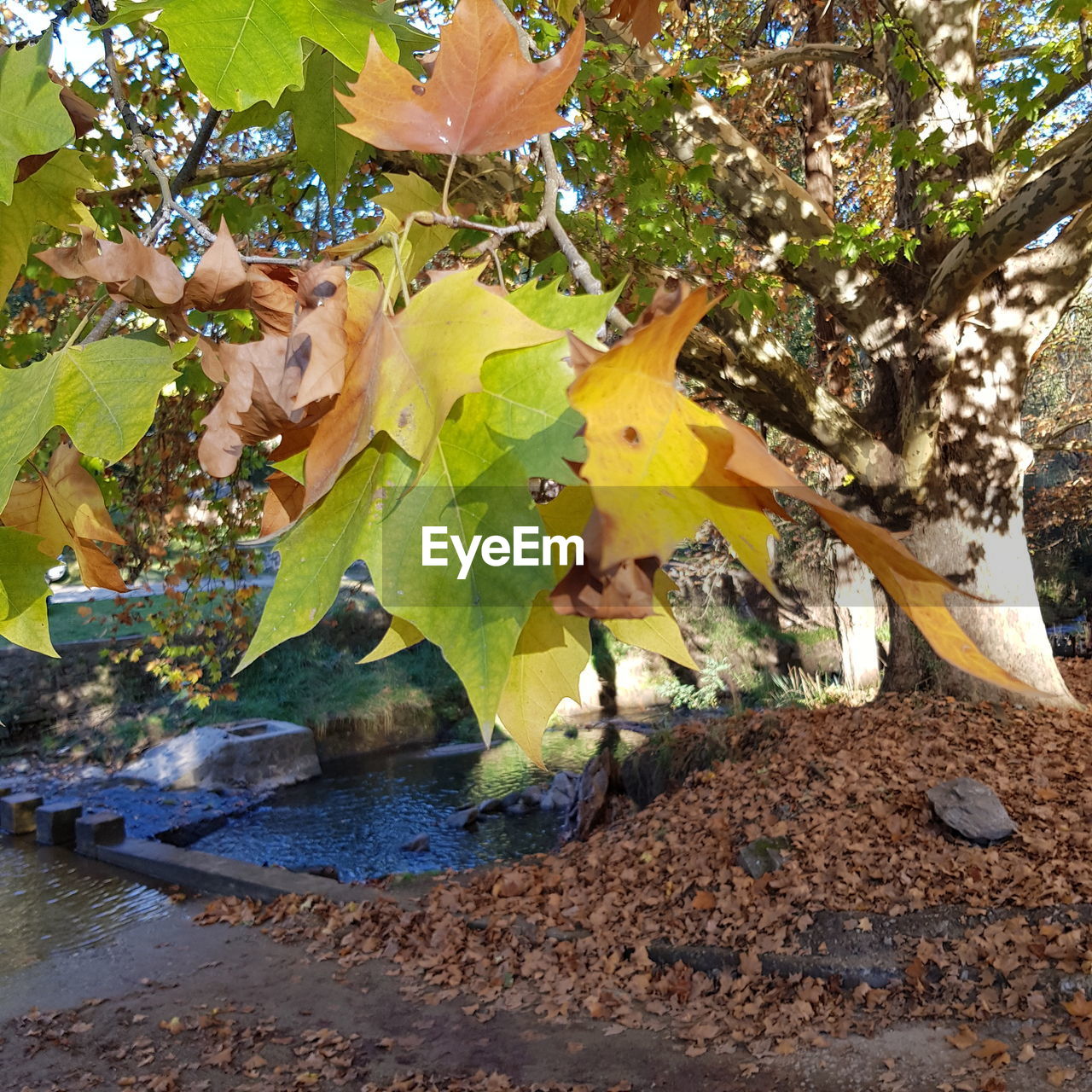 CLOSE-UP OF YELLOW LEAVES ON TREE