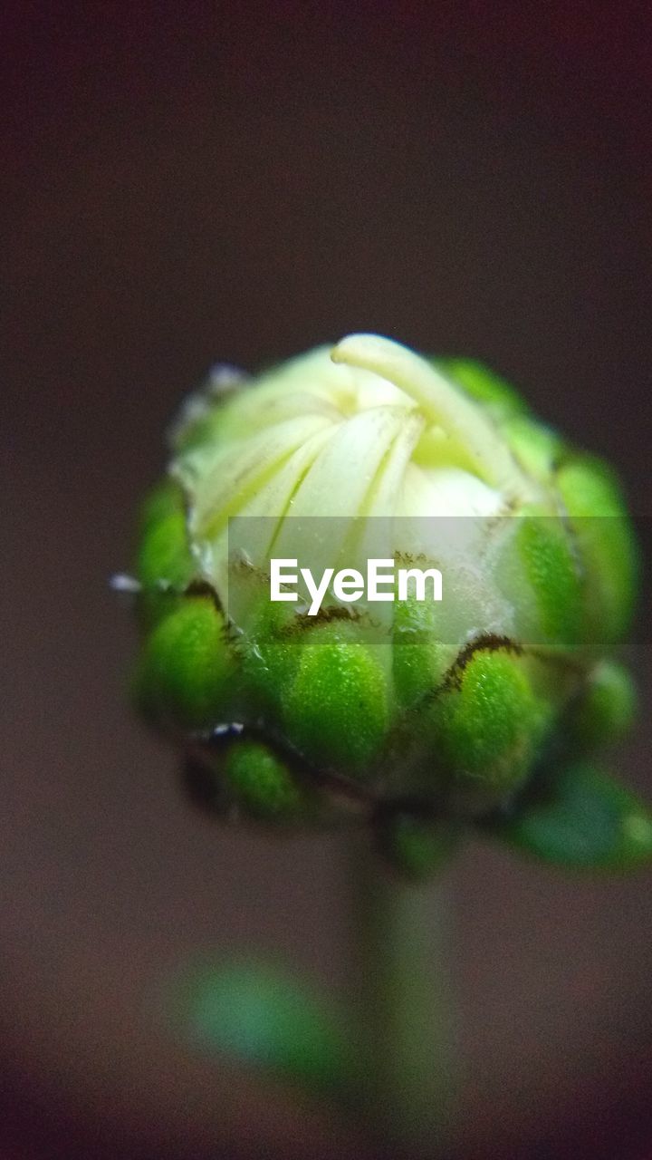 Close-up of green bud