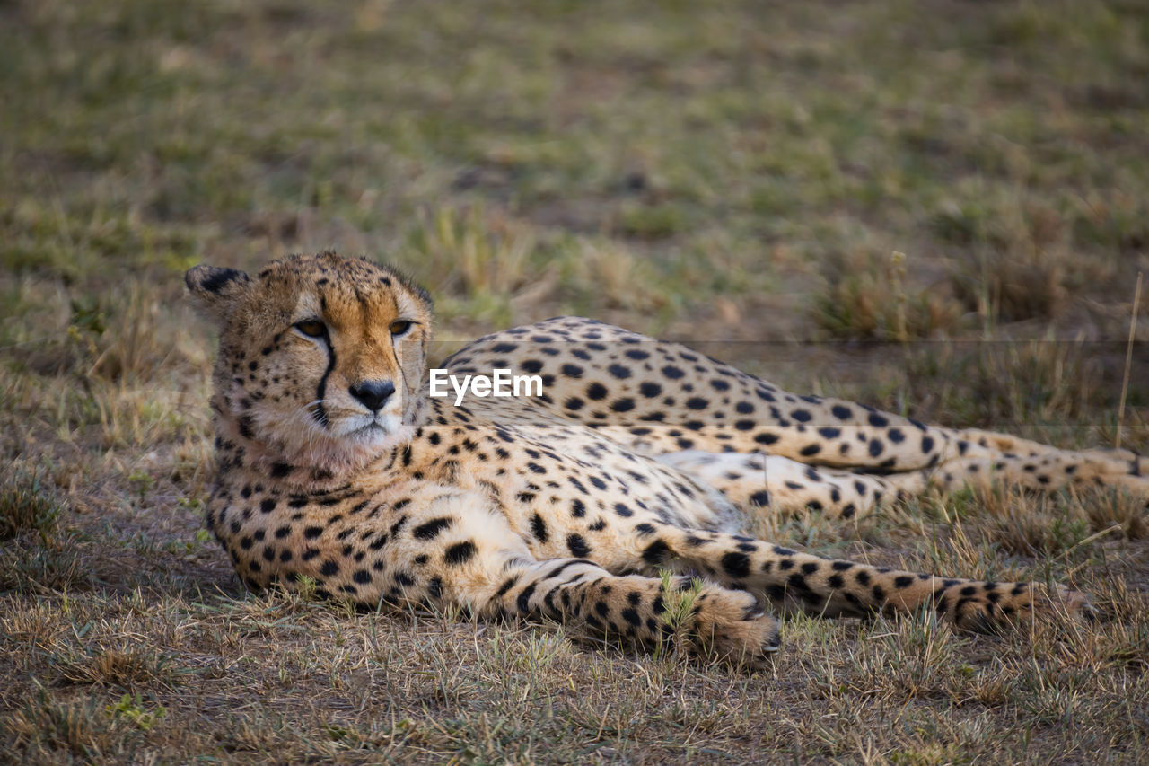 Cheetah relaxing on field