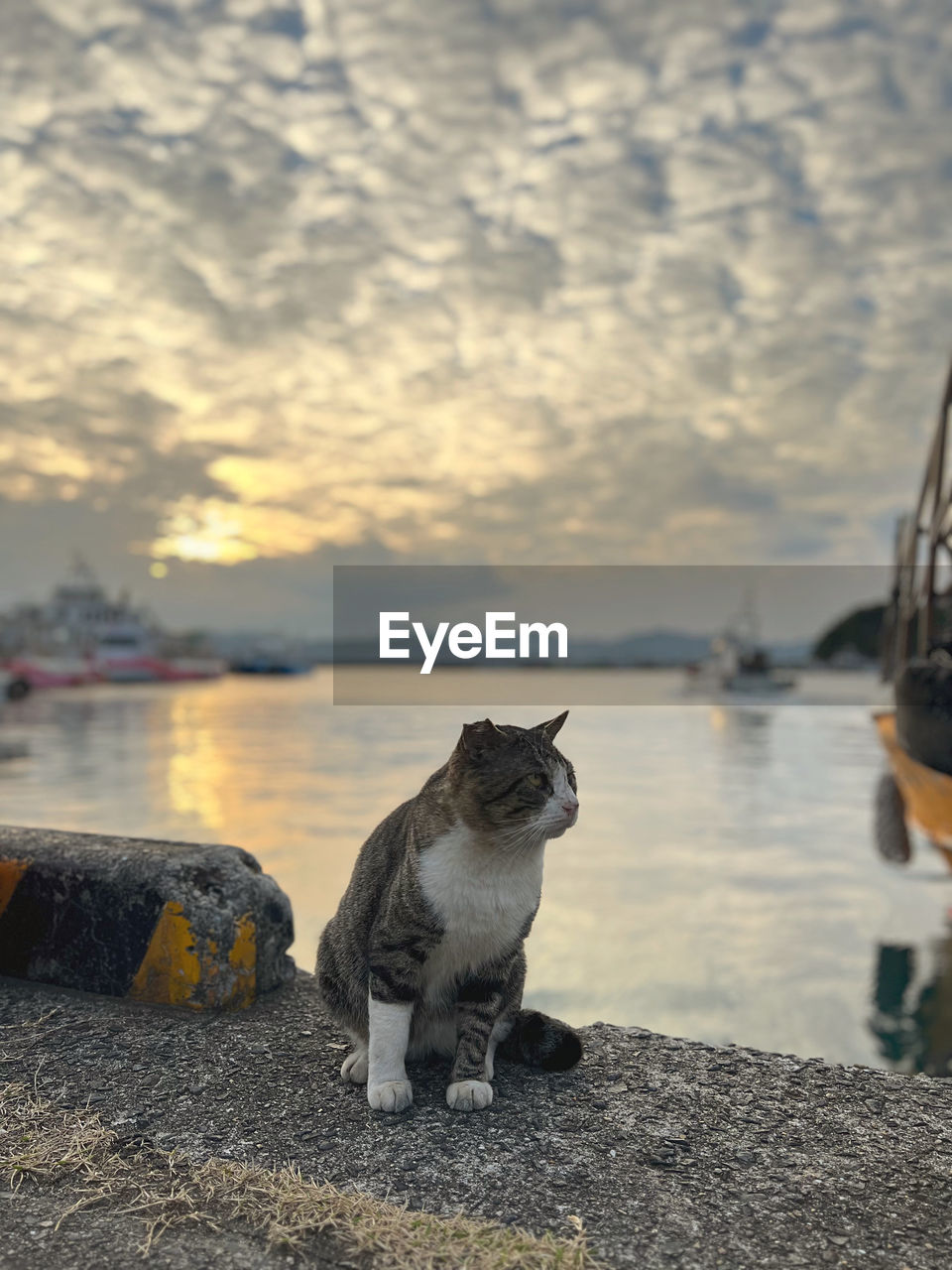 animal themes, animal, cat, one animal, mammal, water, sea, pet, sky, domestic animals, morning, nature, cloud, no people, nautical vessel, transportation, sitting, reflection, ship, dog, canine, feline, carnivore, beach, vehicle, outdoors, focus on foreground, wildlife, day, looking