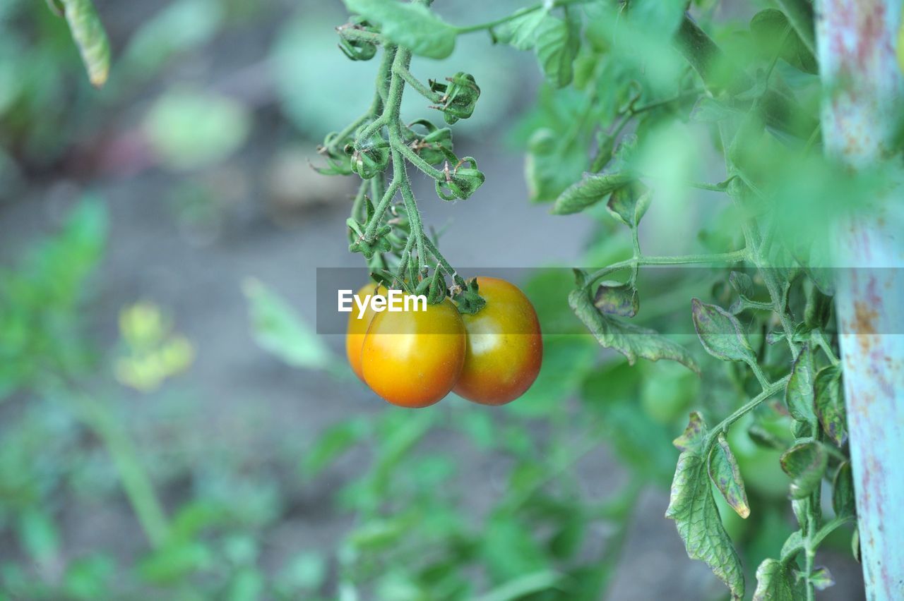 CLOSE-UP OF FRUITS ON TREE