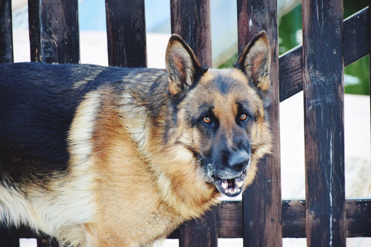 Portrait of german shepherd dog against wooden fence