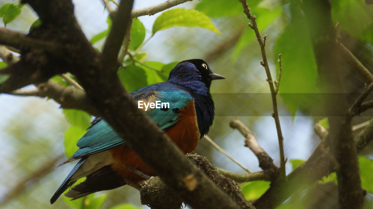 LOW ANGLE VIEW OF A BIRD PERCHING ON TREE